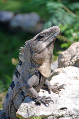 Black spiny-tailed Iguana