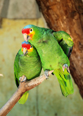 Red-lored Parrot