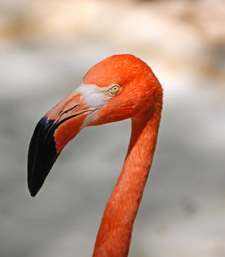 Fototapeta Caribbean Flamingo in Yucatan