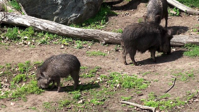 Chacoan peccary or tagua (Catagonus wagneri).