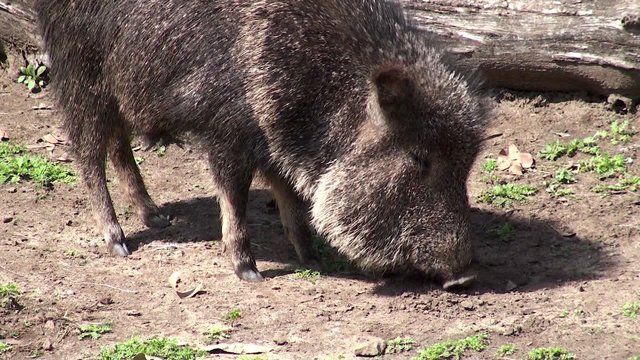 Chacoan peccary or tagua (Catagonus wagneri).