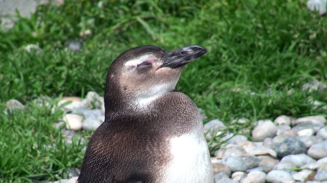 Magellanic Penguin (Spheniscus magellanicus).