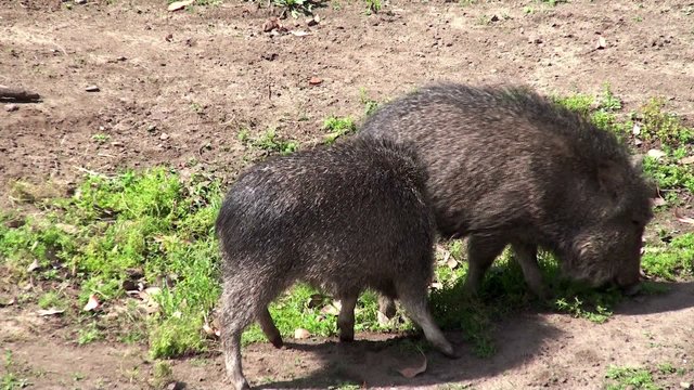 Chacoan peccary or tagua (Catagonus wagneri).
