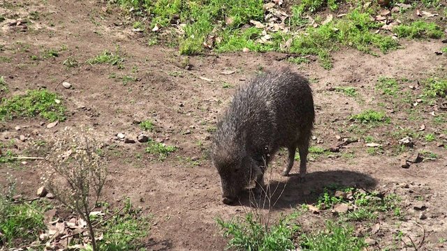 Chacoan peccary or tagua (Catagonus wagneri).