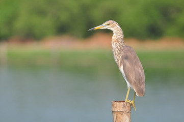 Chinese Pond Heron (Ardeola bacchus)
