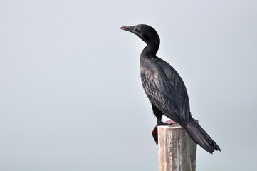 Indian Cormorant (Phalacrocorax fuscicollis)