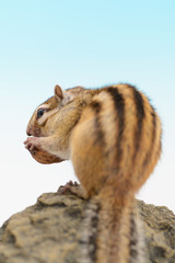 シマリスの背中