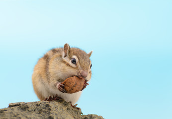 胡桃を食べるシマリス