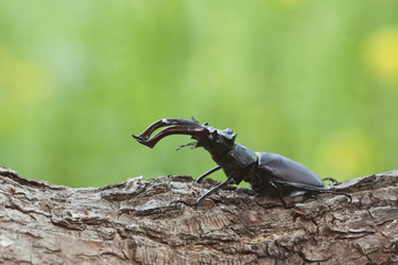 Male Stag beetle, Lucanus cervus