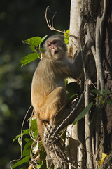 Rhesus Macaque monkey in Nepal