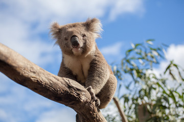 Porträt von Koala auf einem Ast sitzend