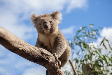 Vlies Fototapete Koala Porträt von Koala auf einem Ast sitzend