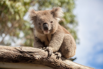 Porträt von Koala auf einem Ast sitzend