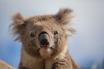 Extreme closeup of Koala