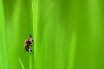 Bee on grass