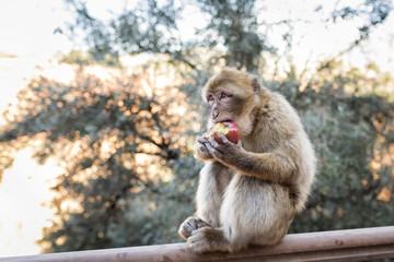 Monkey eating an apple on Ouzoud Waterfall Morocco