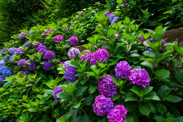 hydrangea flowers