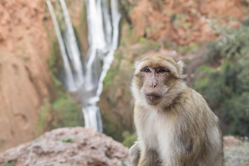 Portrait of a monkey on Ouzoud Waterfall in Morocco