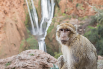 Naklejka premium Portrait of a monkey on Ouzoud Waterfall in Morocco