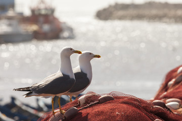 Fototapeta premium Seagulls on fisher materials