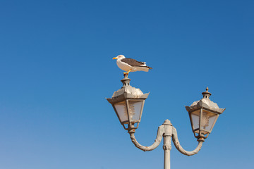 Fototapeta na wymiar Mewa siedzi na ulicy światła na tle błękitnego nieba.
