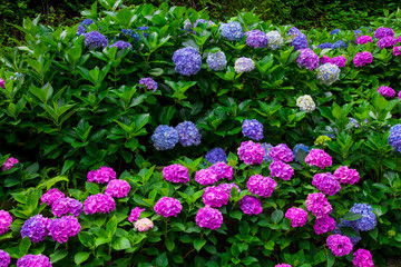 Obraz premium hydrangea flowers