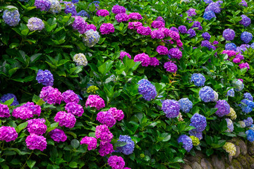 Obraz premium hydrangea flowers