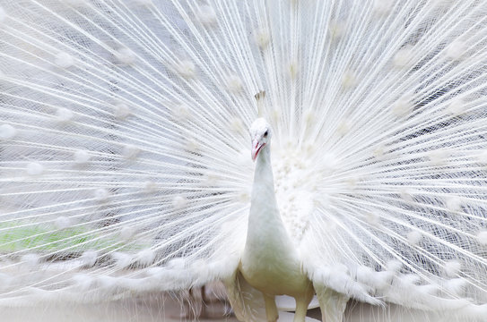 Fototapeta White peacock