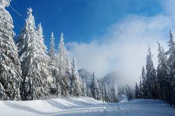 Obraz premium Road in mountain full of snow with firs