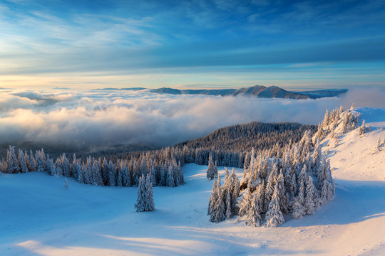 Winter sunrise over the clouds with fir full of snow