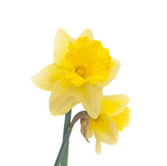 Bouquet of daffodils isolated on white