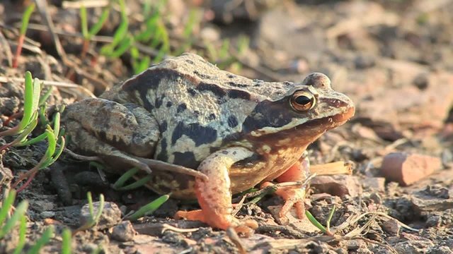 Frog