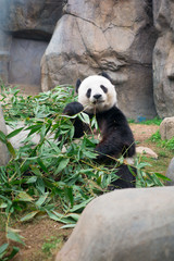 Fototapety  Słodka panda wielka jedząca bambus