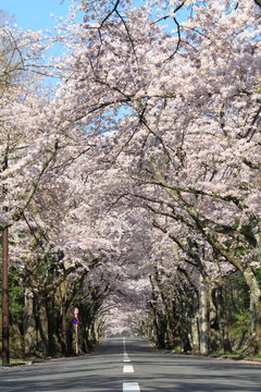 伊豆高原桜並木