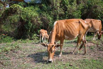 thin cow eat grass