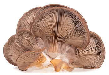 Oyster mushroom