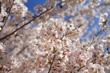 桜