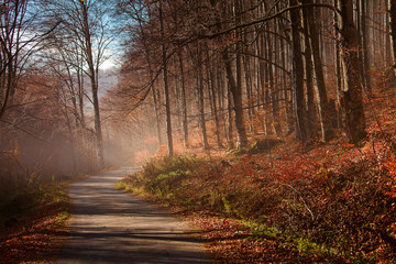 Alley in the forest with fog in fall