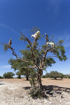 Goat feeding in argan tree. Marocco