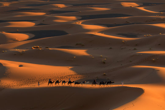 Desert Sahara, Camel Ride Caravan, Enjoying and happy People