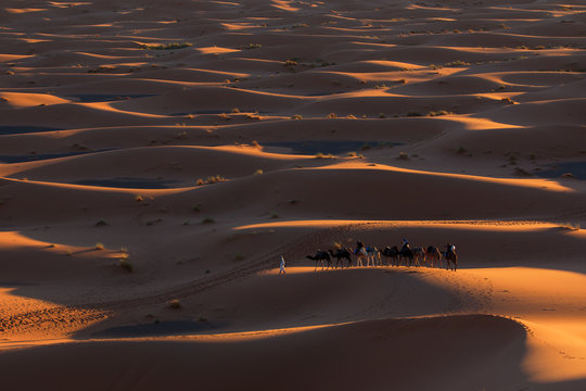 Desert Sahara, Camel Ride Caravan, Enjoying and happy People