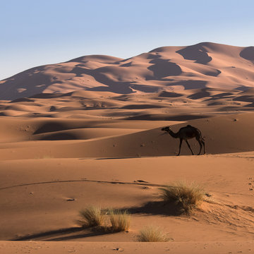 Camel in the desert Sahara, Morocco