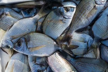 pesce fresco