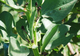 Fava Bean Pods