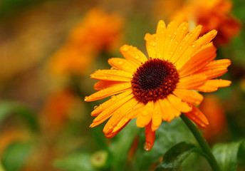 Orange autumn wet flower background