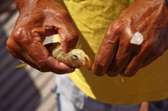 Fisherman Releasing A Small Fish