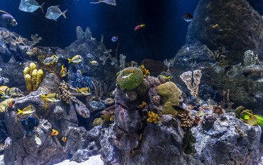 Fishes swimming around colorful corals under water