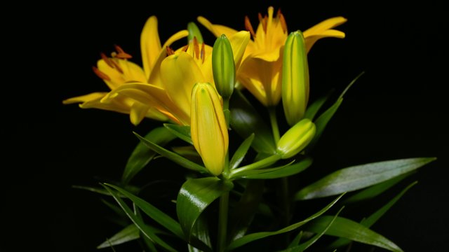 4K Yellow lily opening time lapse