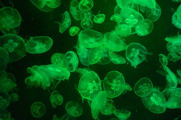 Colourful pattern of Jellyfish in the water