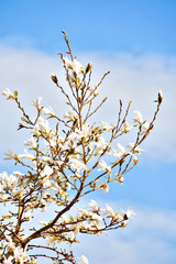 White Magnolia flowers